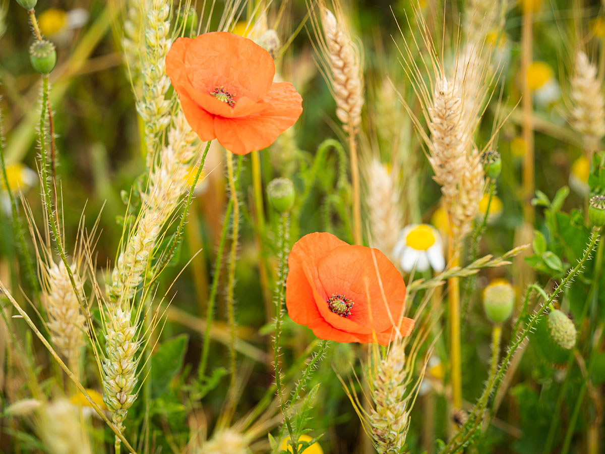 BALADE PLANTES SAUVAGES MÉDICINALES & COMESTIBLES