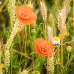 BALADE PLANTES SAUVAGES MÉDICINALES ET COMESTIBLES